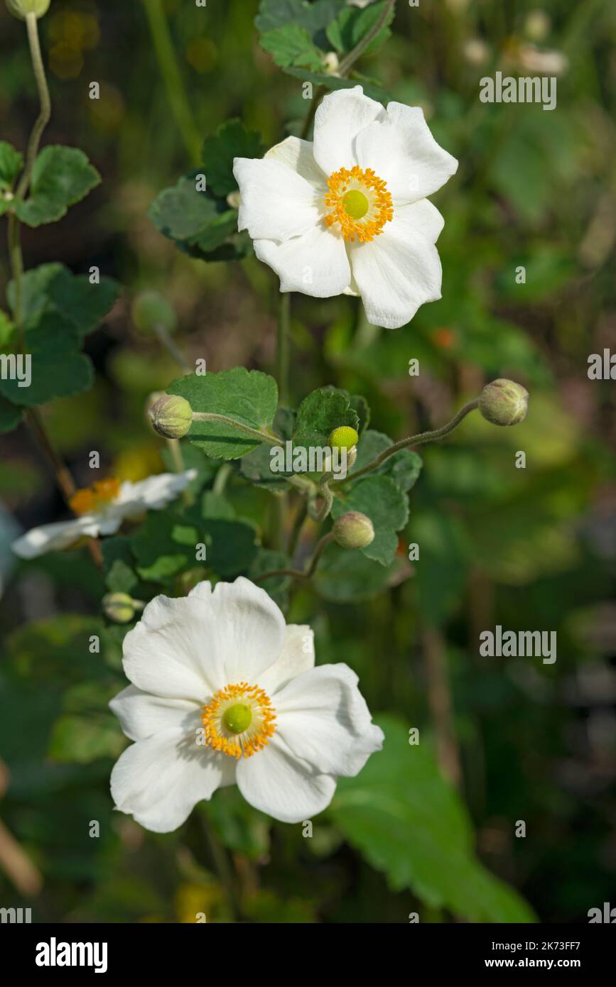 A Group Of Honorine Jobert Japanese Anemone Flowers In A Forest In Durham North Carolina Usa In October 2aaanxn