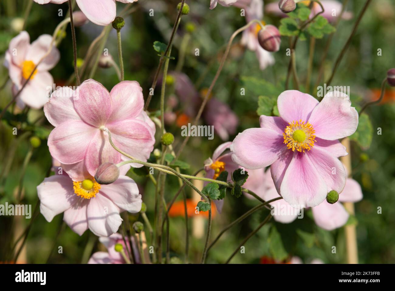 Japanese Anemone Flower, Anemone Hybride Loreley Stock Photo Alamy
