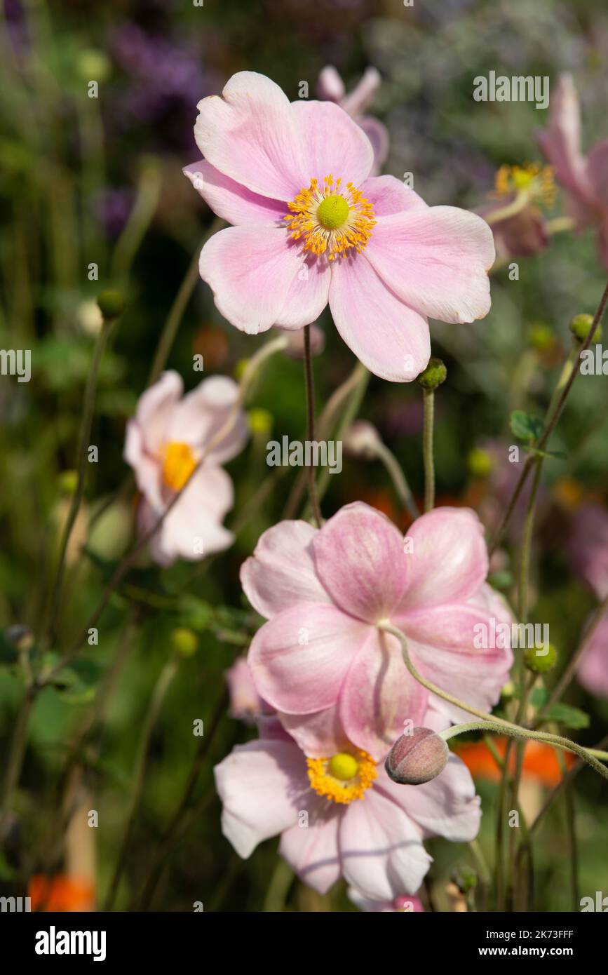 Japanese Anemone Flower,  Anemone Hybride Loreley Stock Photo