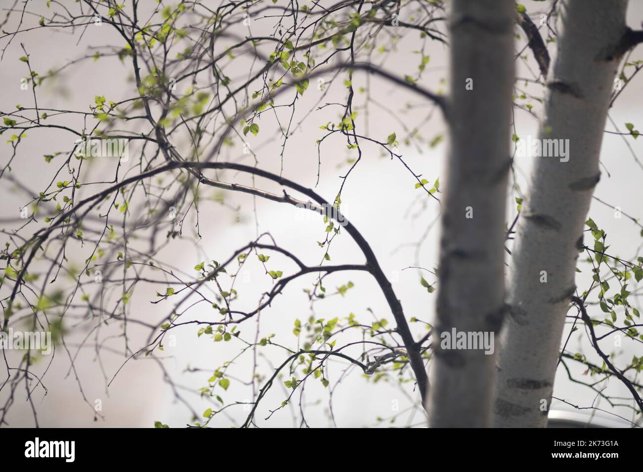 Detail of silver birch tree. Exchange Square, London, United Kingdom. Architect: DSDHA, 2022. Stock Photo