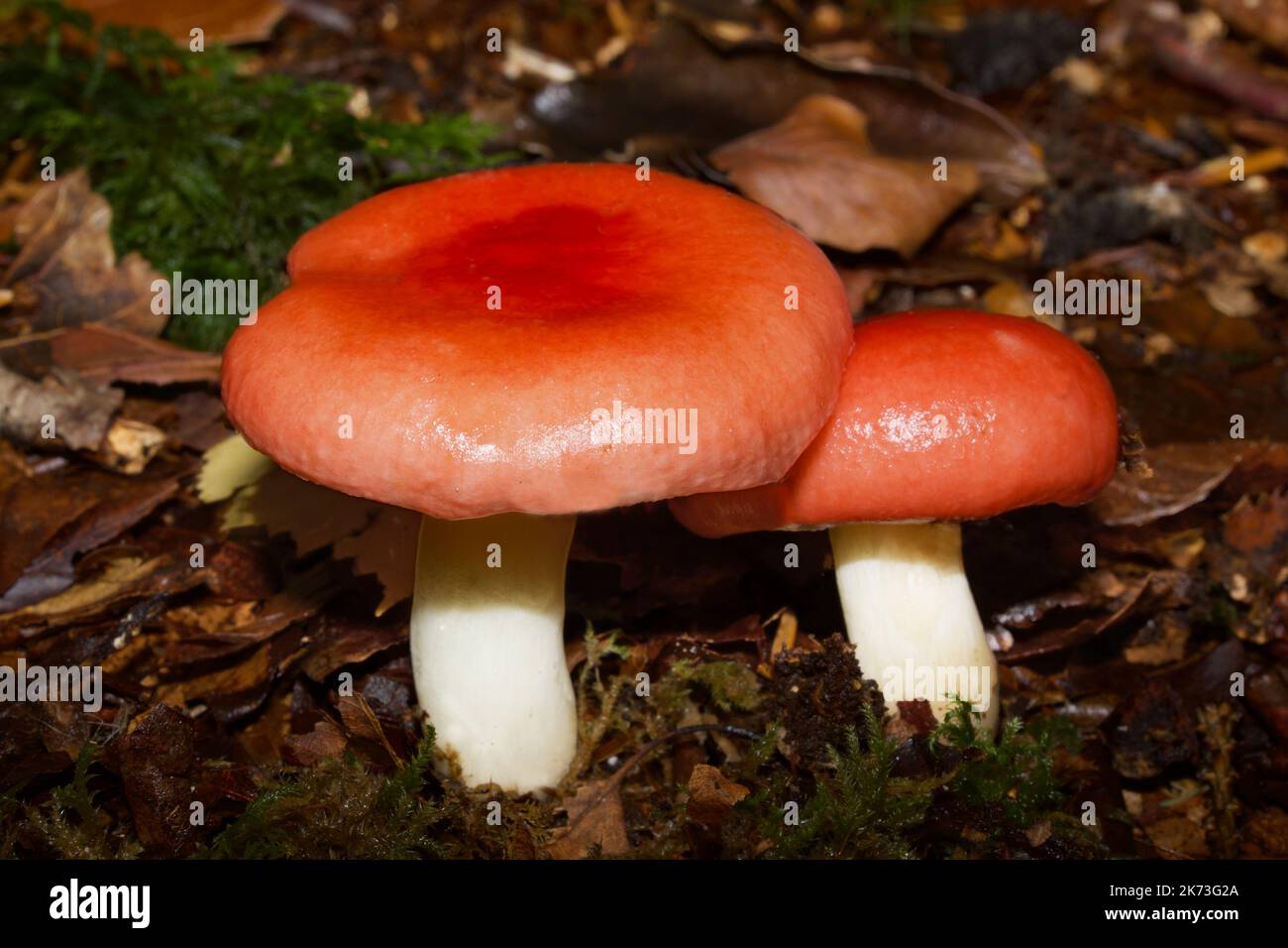 Russula nobilis (beechwood sickener) grows with beech in Europe, Asia, and North America, It is poisonous  causing diarrhoea and vomiting. Stock Photo