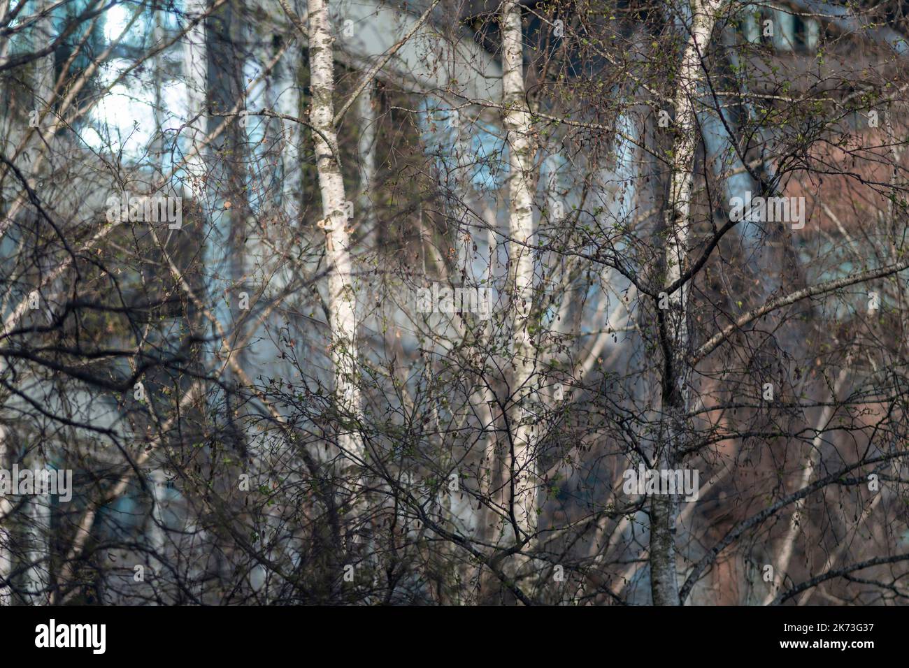 Detail of silver birch trees with city behind. Exchange Square, London, United Kingdom. Architect: DSDHA, 2022. Stock Photo