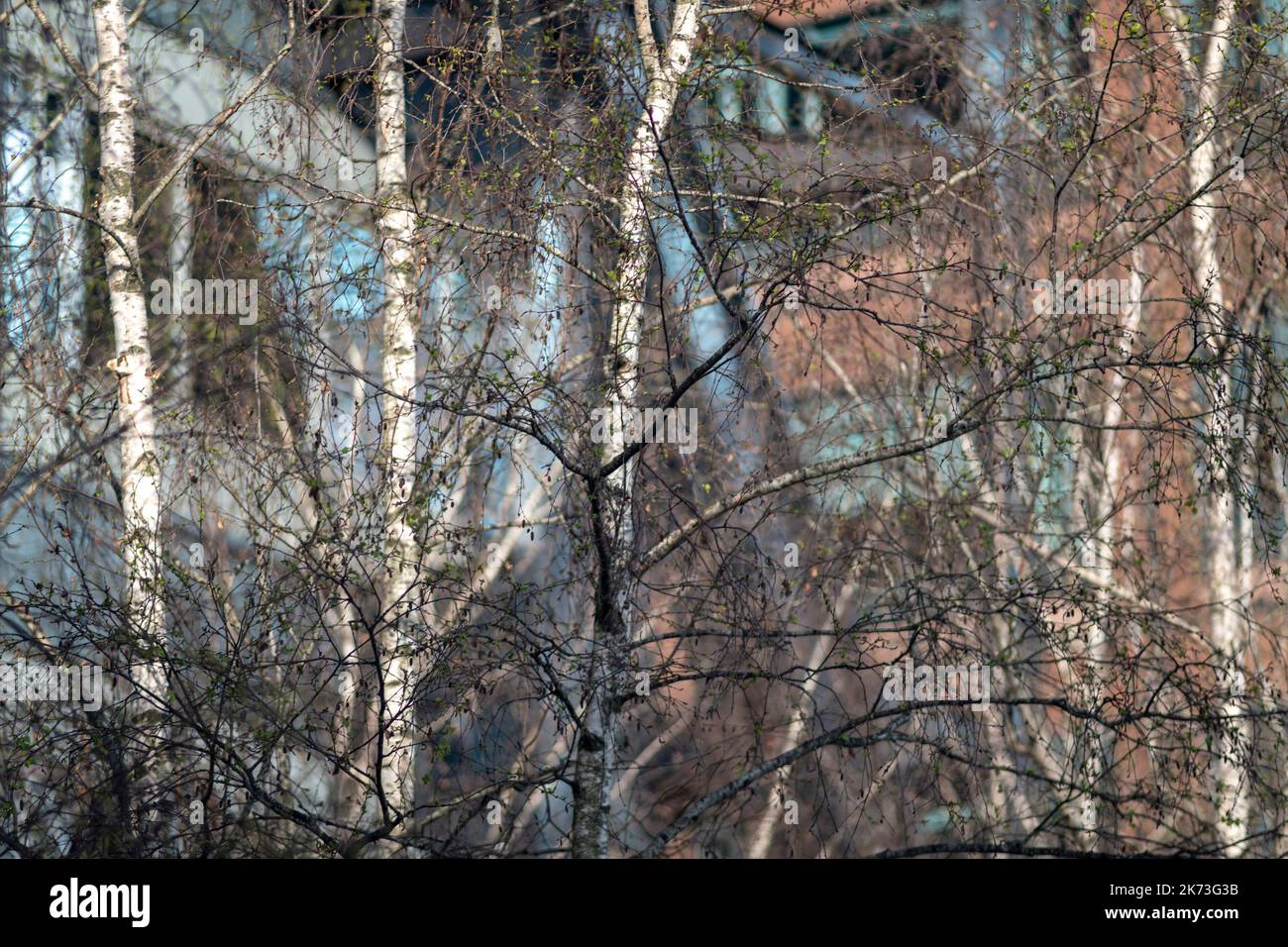 Detail of silver birch trees with city behind. Exchange Square, London, United Kingdom. Architect: DSDHA, 2022. Stock Photo