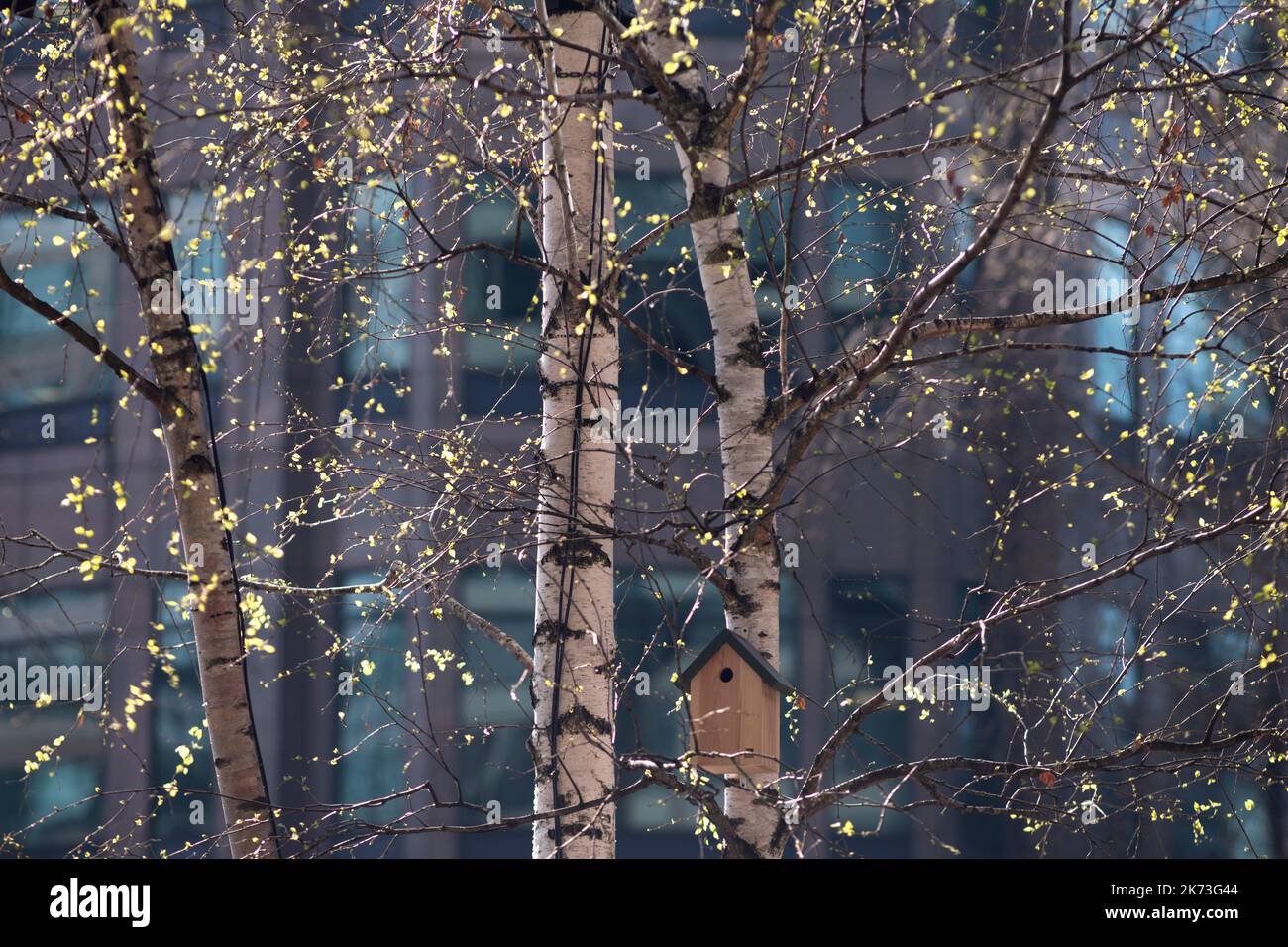 Detail of silver birch trees. Exchange Square, London, United Kingdom. Architect: DSDHA, 2022. Stock Photo