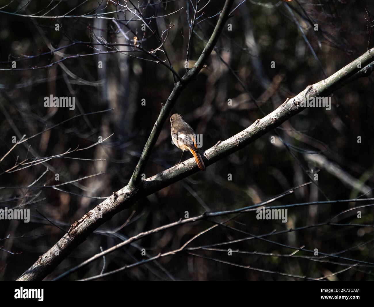 A Daurian Redstart bird perching on a tree branch in a Japanese forest Stock Photo