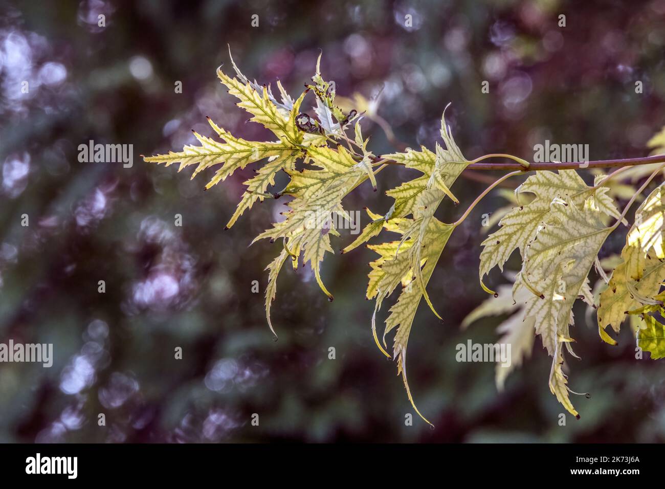 Final flush of colour on the acer tree in autumn Stock Photo