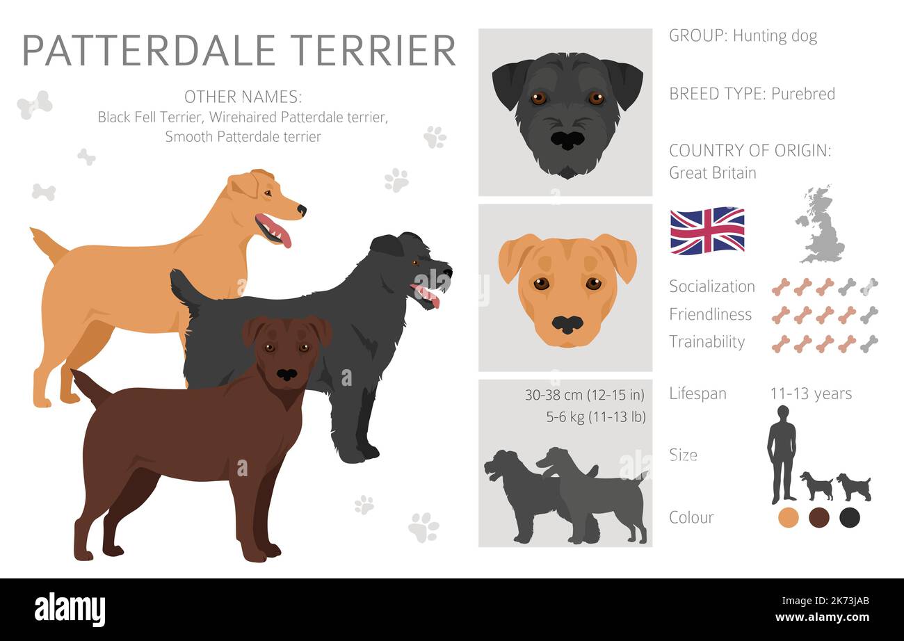 Patterdale terrier clipart. All coat colors set.  All dog breeds characteristics infographic. Vector illustration Stock Vector