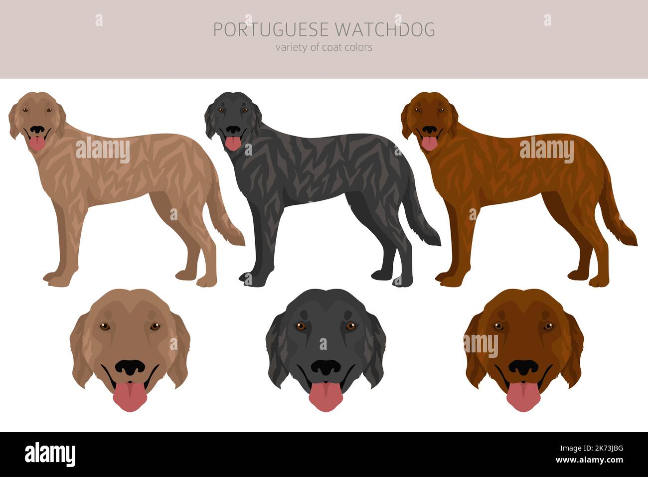 Portuguese Watchdog clipart. All coat colors set. All dog breeds