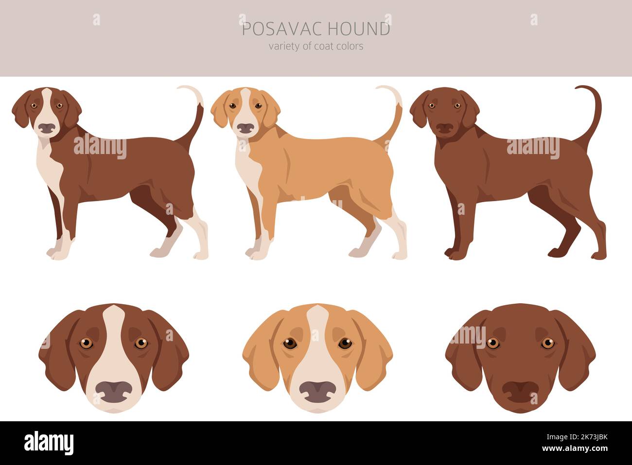 Posavac hound hi-res stock photography and images - Alamy