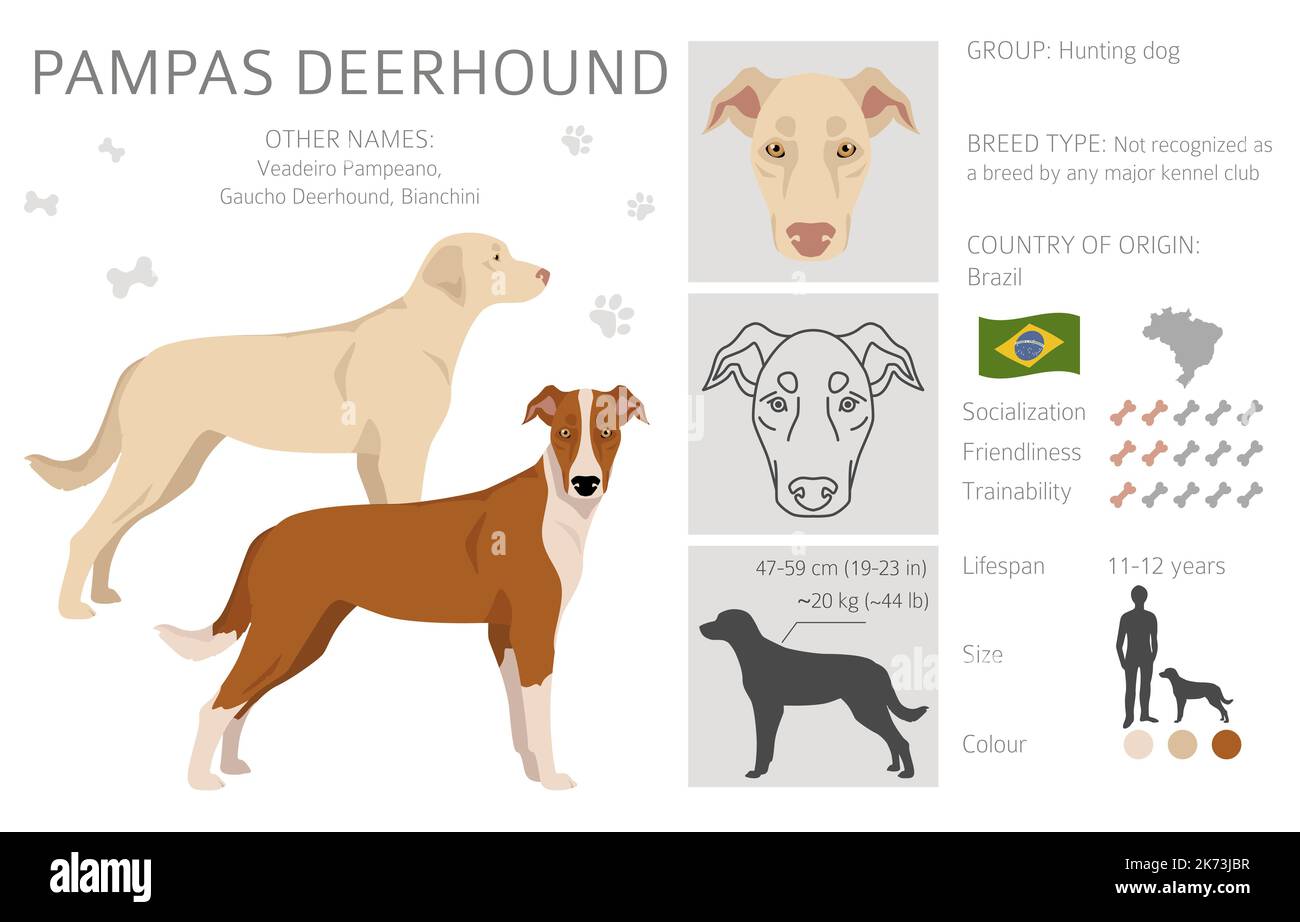 pampas-deerhound-cut-out-stock-images-pictures-alamy
