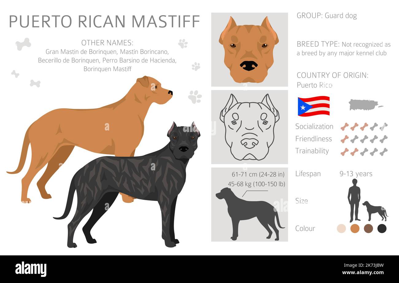 Puerto Rican Mastiff clipart. All coat colors set.  All dog breeds characteristics infographic. Vector illustration Stock Vector