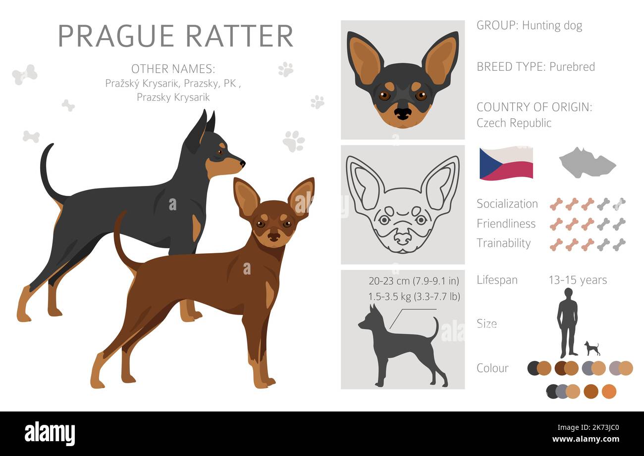 Prague Ratter clipart. All coat colors set.  All dog breeds characteristics infographic. Vector illustration Stock Vector