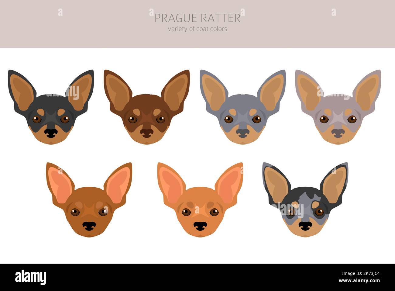 Prague Ratter clipart. All coat colors set.  All dog breeds characteristics infographic. Vector illustration Stock Vector