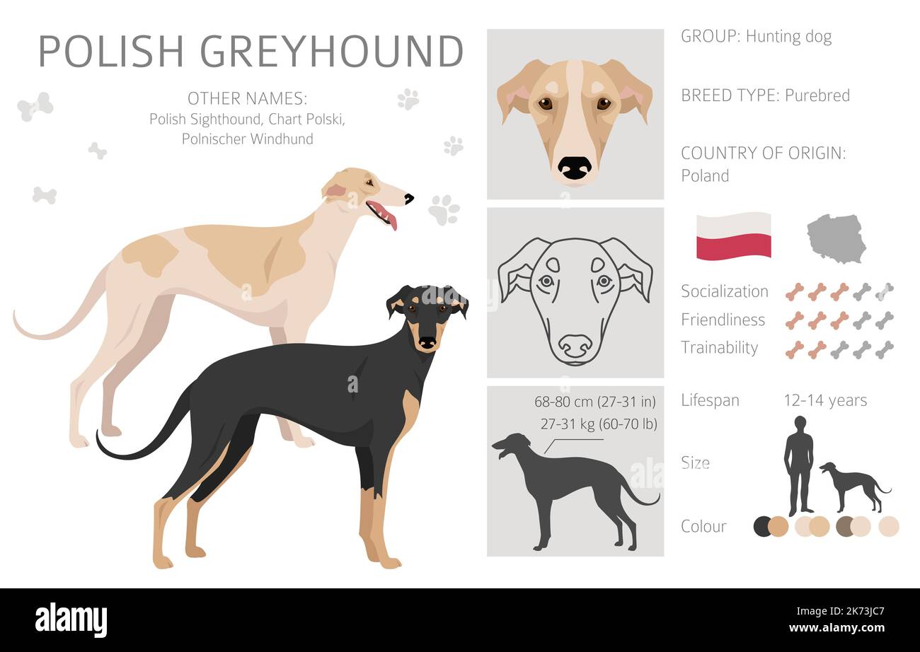 Polish Greyhound clipart. All coat colors set.  All dog breeds characteristics infographic. Vector illustration Stock Vector