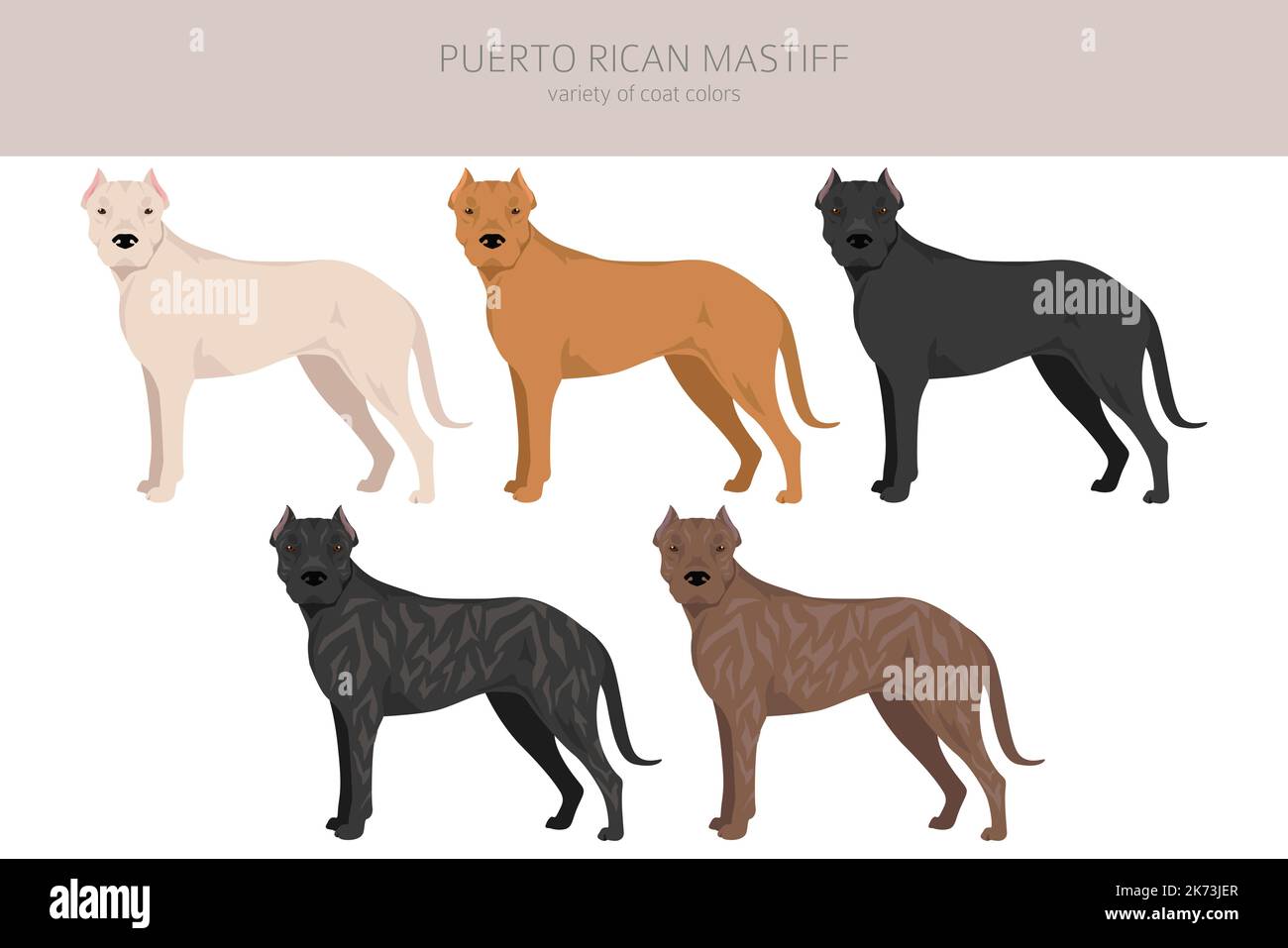 Puerto Rican Mastiff clipart. All coat colors set.  All dog breeds characteristics infographic. Vector illustration Stock Vector