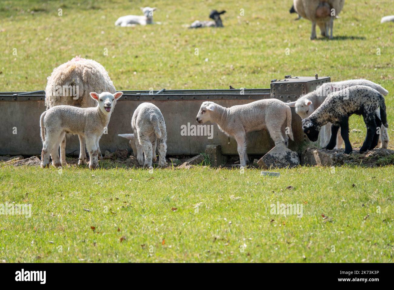 cute lambs by feed trough Stock Photo - Alamy