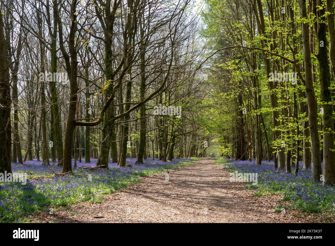 footpath in woodland through bluebells a symbol of humility constancy gratitude and everlasting love Stock Photo
