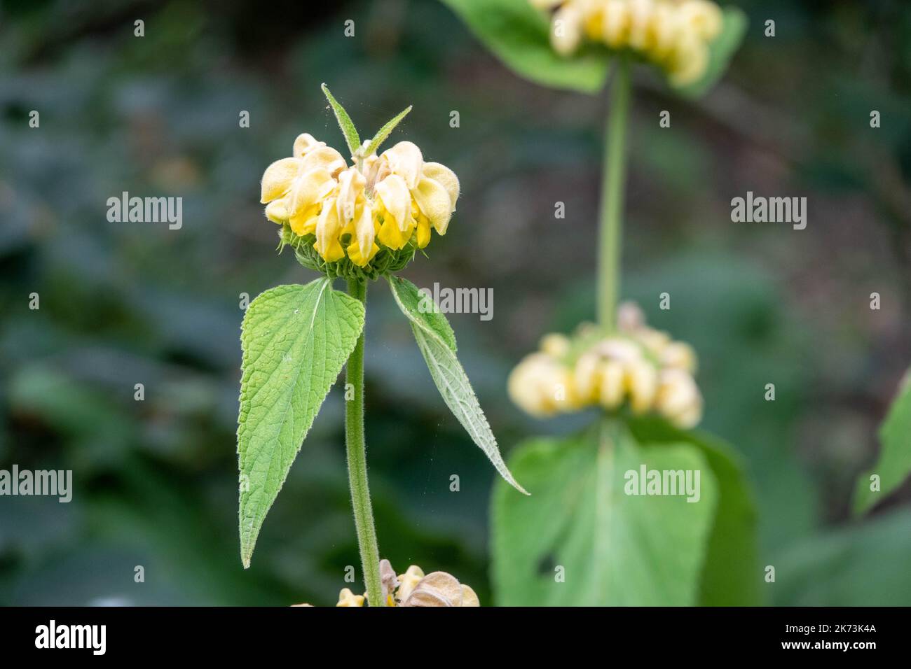 golden yellow flowers of turkish sage phlomis russeliana with a blurred green background Stock Photo