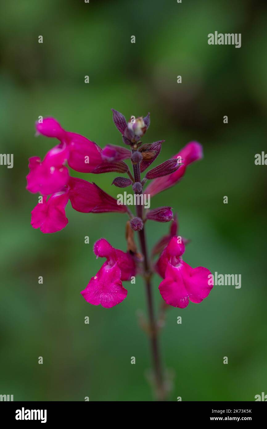 purple pink flowers of salvia involucrata bethellii rosy leaf sage on a blurred green background Stock Photo
