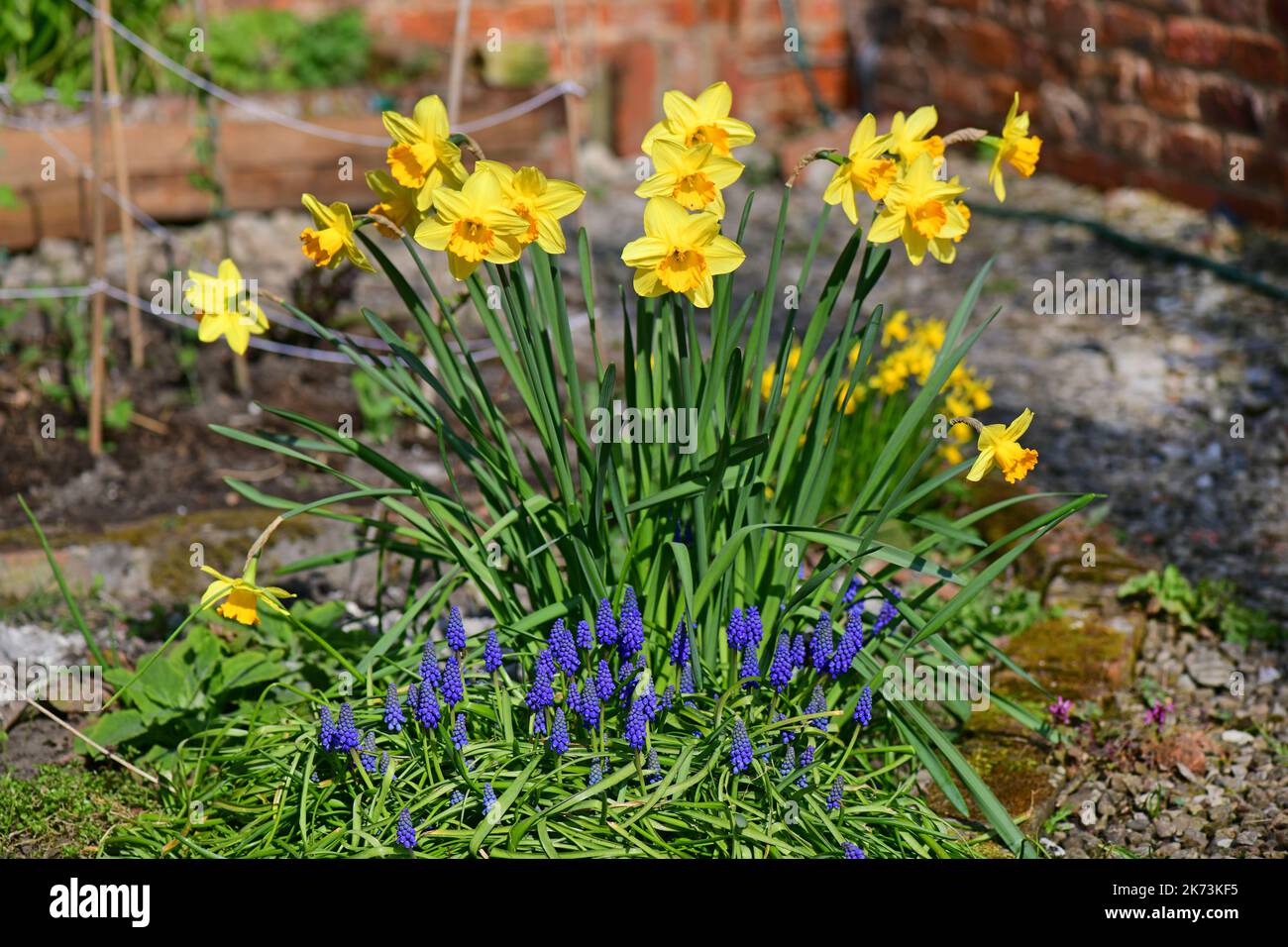 springtime daffodils (narcisuss) in garden yorkshire united kingdom Stock Photo Alamy