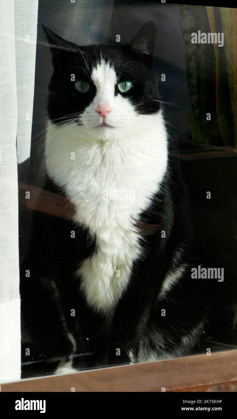 Blue Eyed Tuxedo Cat