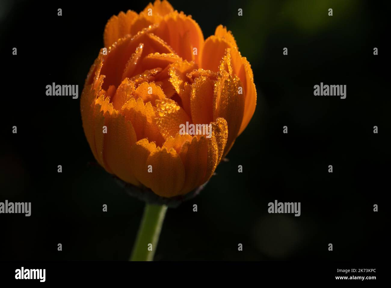 A Marigold flower head bright and in the sunshine with water droplets. Stock Photo