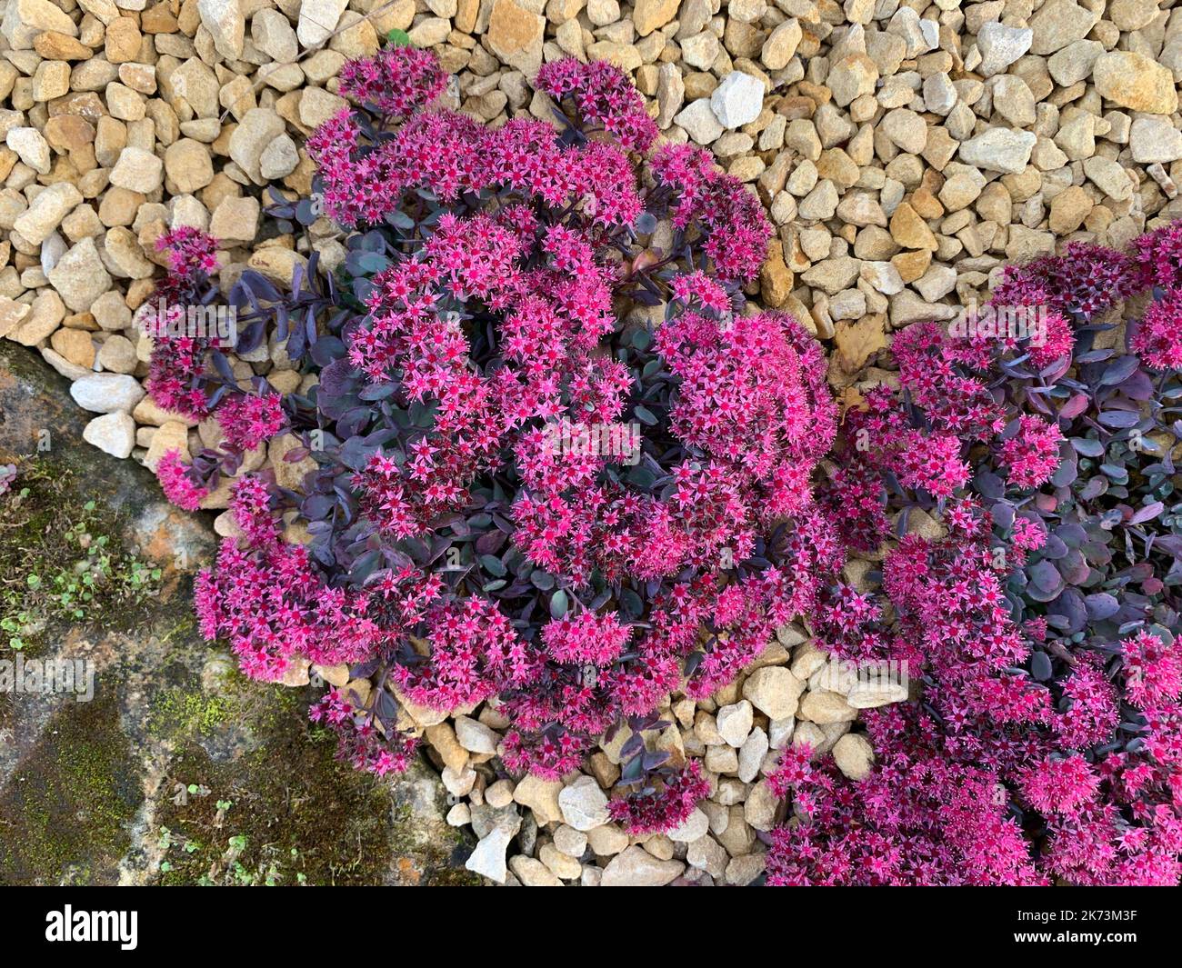 Close up of the leaves and flowers of the herbaceous perennial succulent Sedum cauticola or cliff-dwelling stonecrop flowering in autumn. Stock Photo