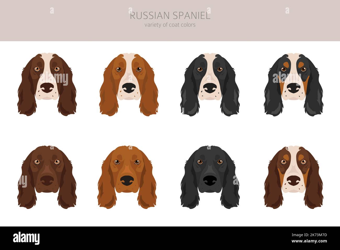 Spaniel Set Russian Spaniel clipart. All coat colors set. All dog breeds ...