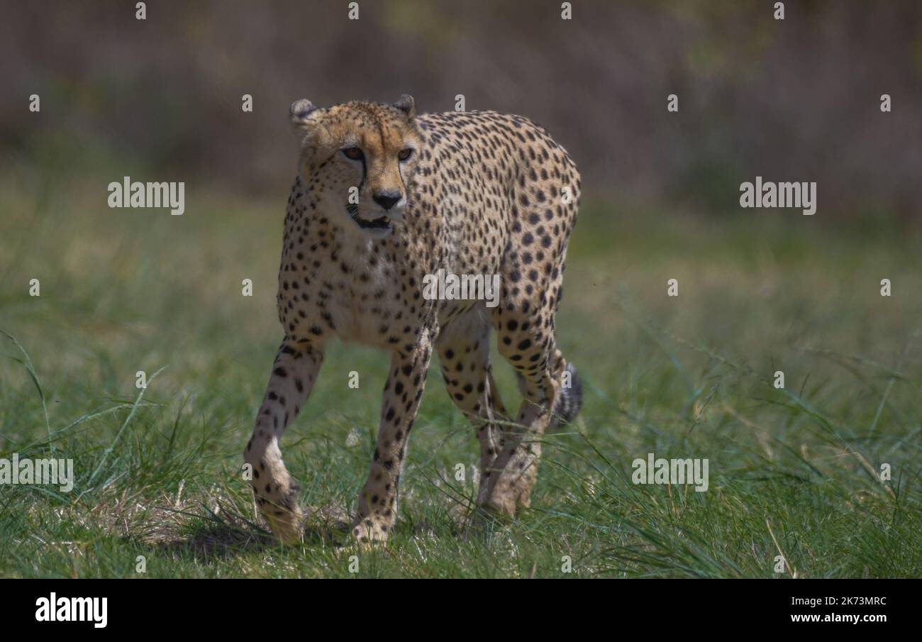 Cheetah the fastest land animal on the planet Stock Photo - Alamy