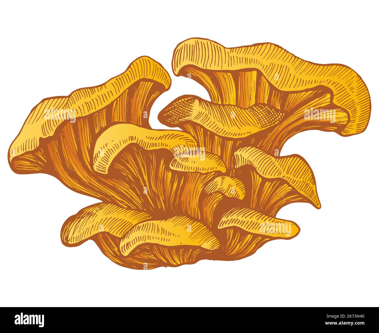 Chanterelles colorful juicy mushrooms isolated on white background. Vegetarian fresh tasty forrest chanterelles mushrooms realistic sketch style. Stock Vector