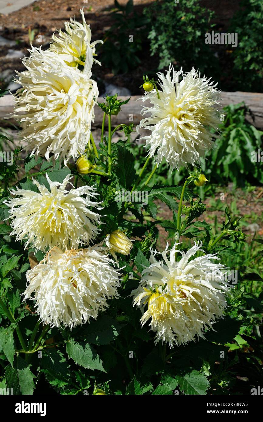 White Needle or cactus dahlia flowers, -  original variety Tsuki Yori with an unusual pointed shape of the petals, dissected at the tips. Dahlias infl Stock Photo