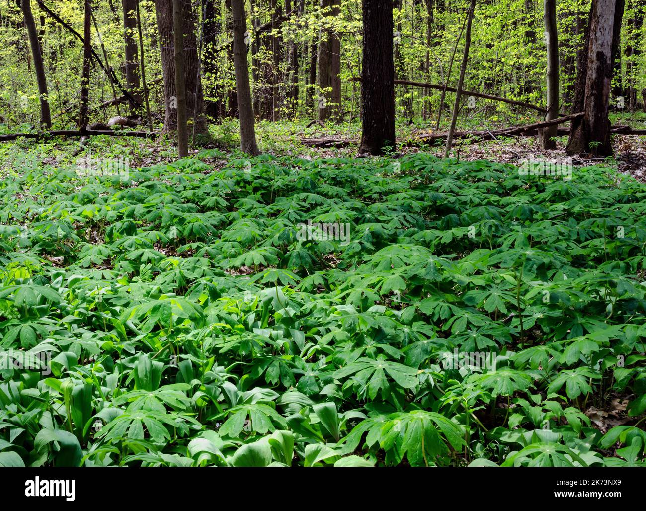 Mayapples fill the forest floor while the spring leaf out is coloring the forest lemon-lime, Warren Woods State Park, Berrien County, Michigan Stock Photo