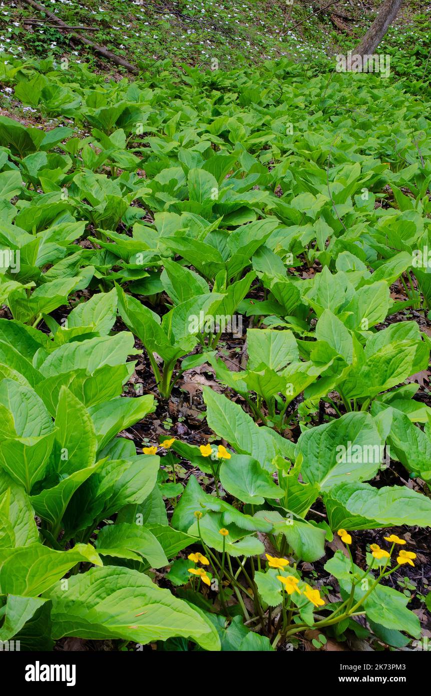 Skunk Cabbage and Marsh Marigolds fill the low side of a ridge where ...