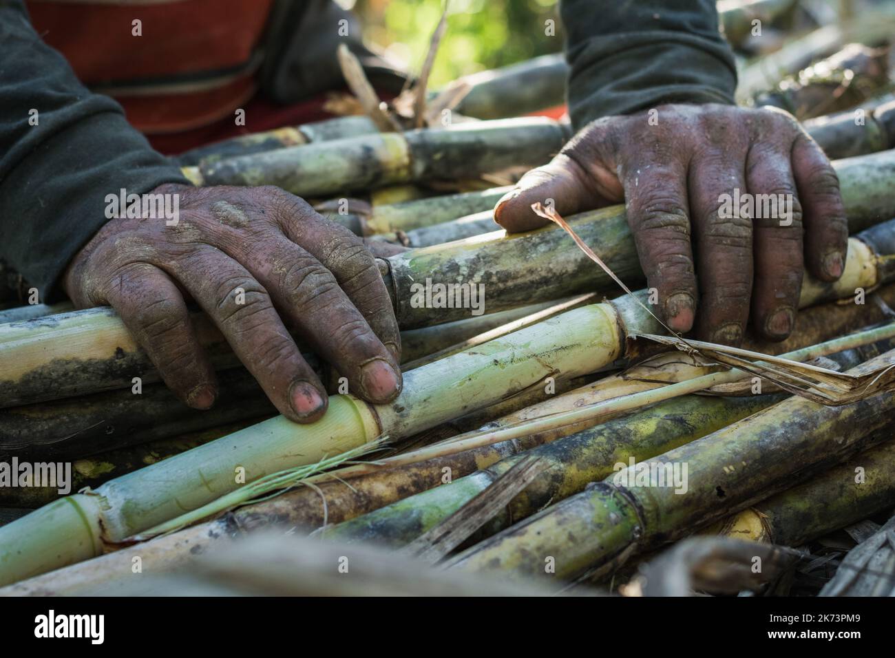 detailed view of the hands of a sugar cane farmer, with his hands