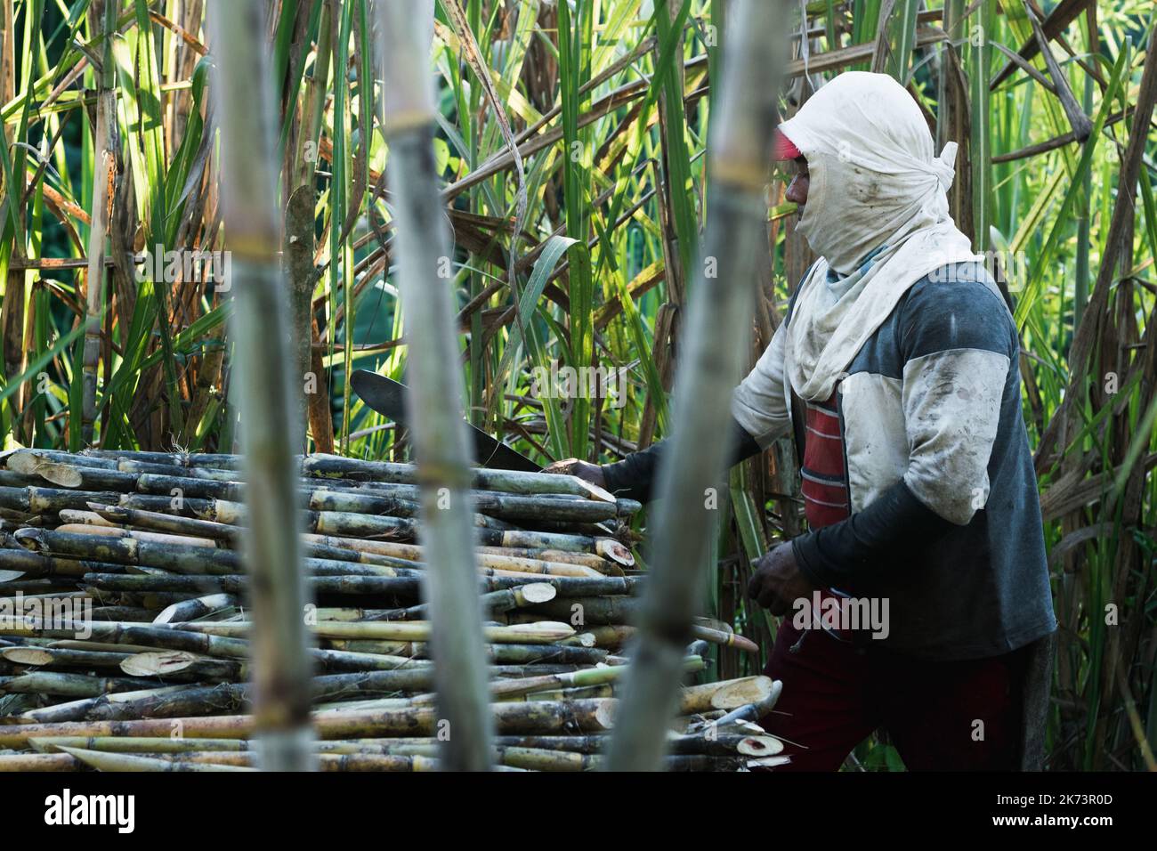 latino farmer, sugar cane farmer, assembling a pile of freshly cut cane ready to be transported to the sugar mill. brown man with a machete in his han Stock Photo