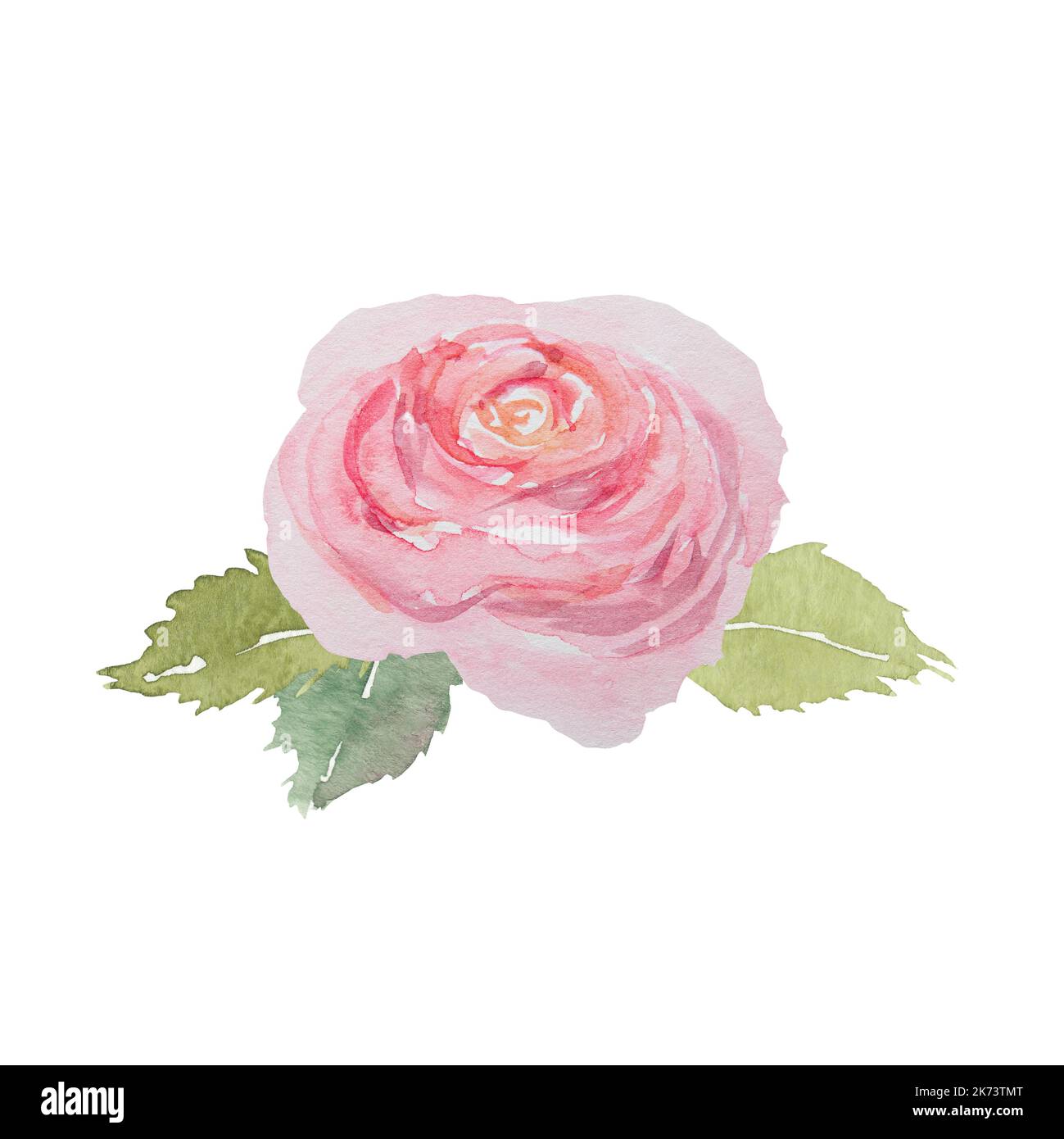 Watercolor hand drawn vintage pink rose with green leaves isolated on ...