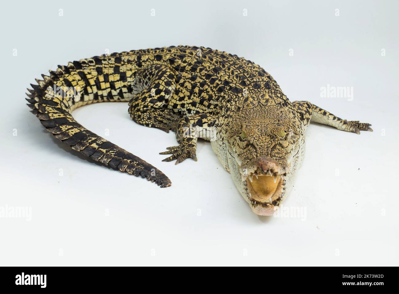 Saltwater crocodile Crocodylus porosus isolated on white background Stock Photo