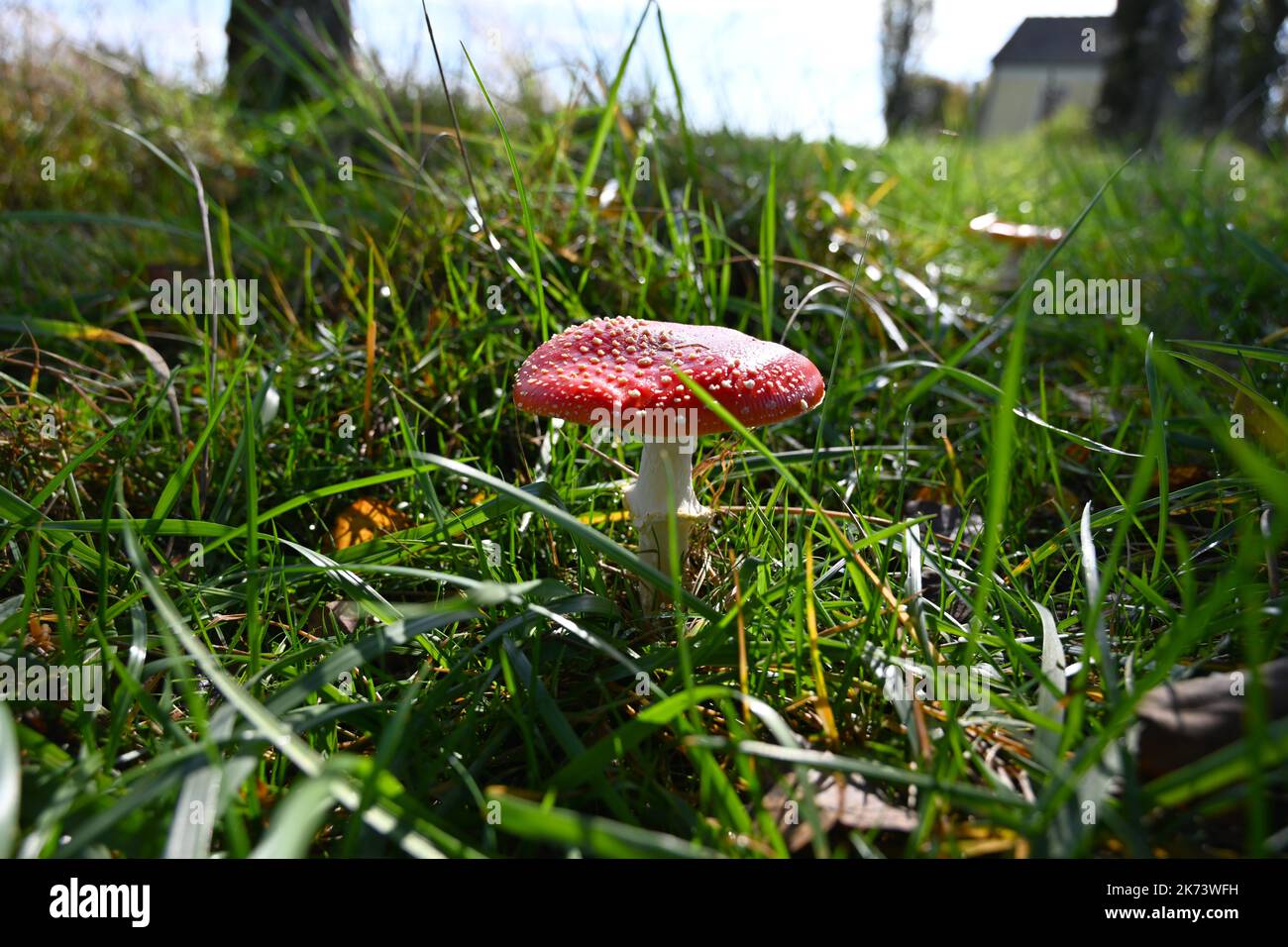 Toadstool in green grass standing in the sun Stock Photo