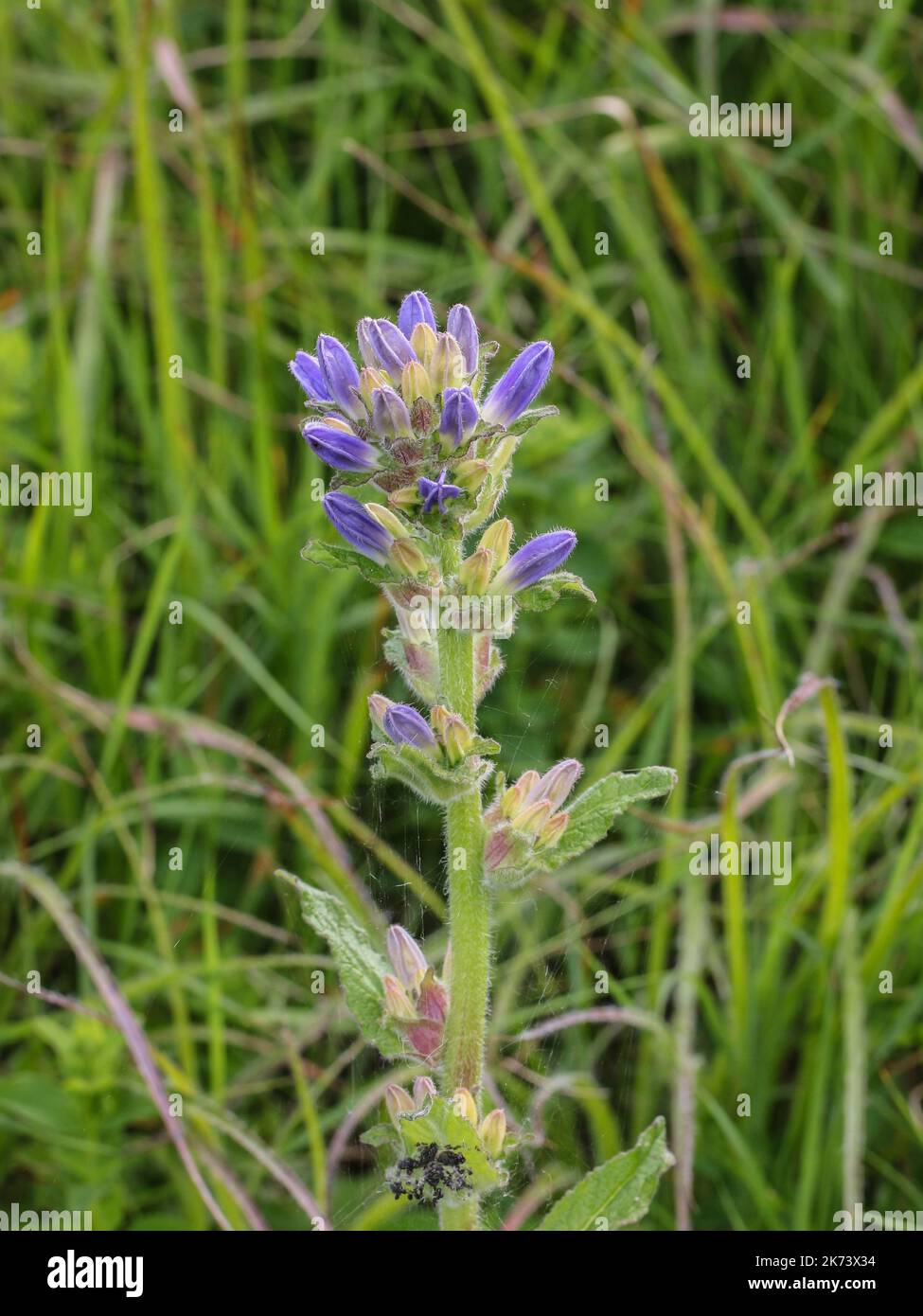 Violet flowers of Campanula cervicaria in Nature park Stara planina in eastern Serbia Stock Photo