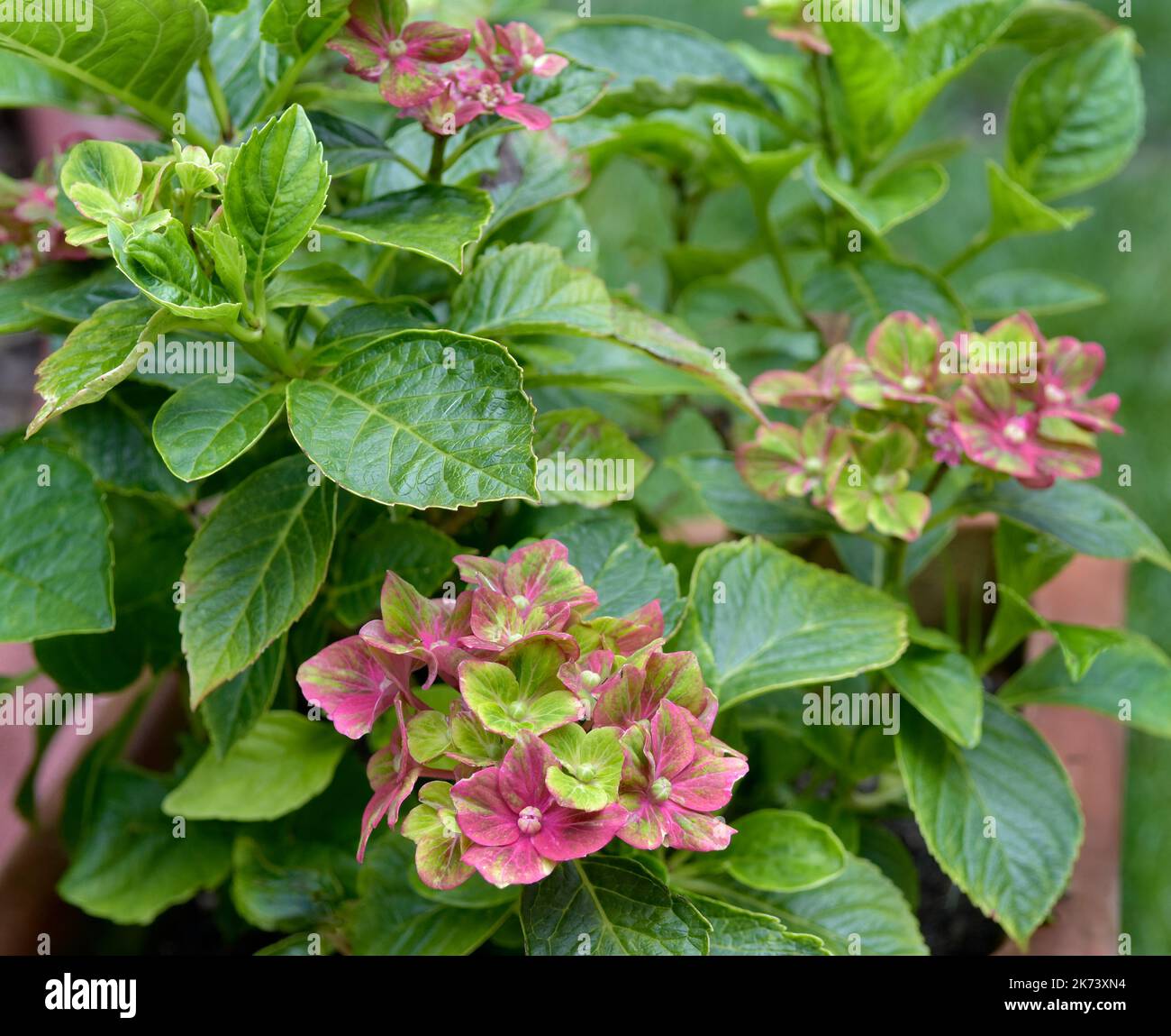 Beautiful vivid flowers of Hydrangea, variety 'Glam Rock' Stock Photo