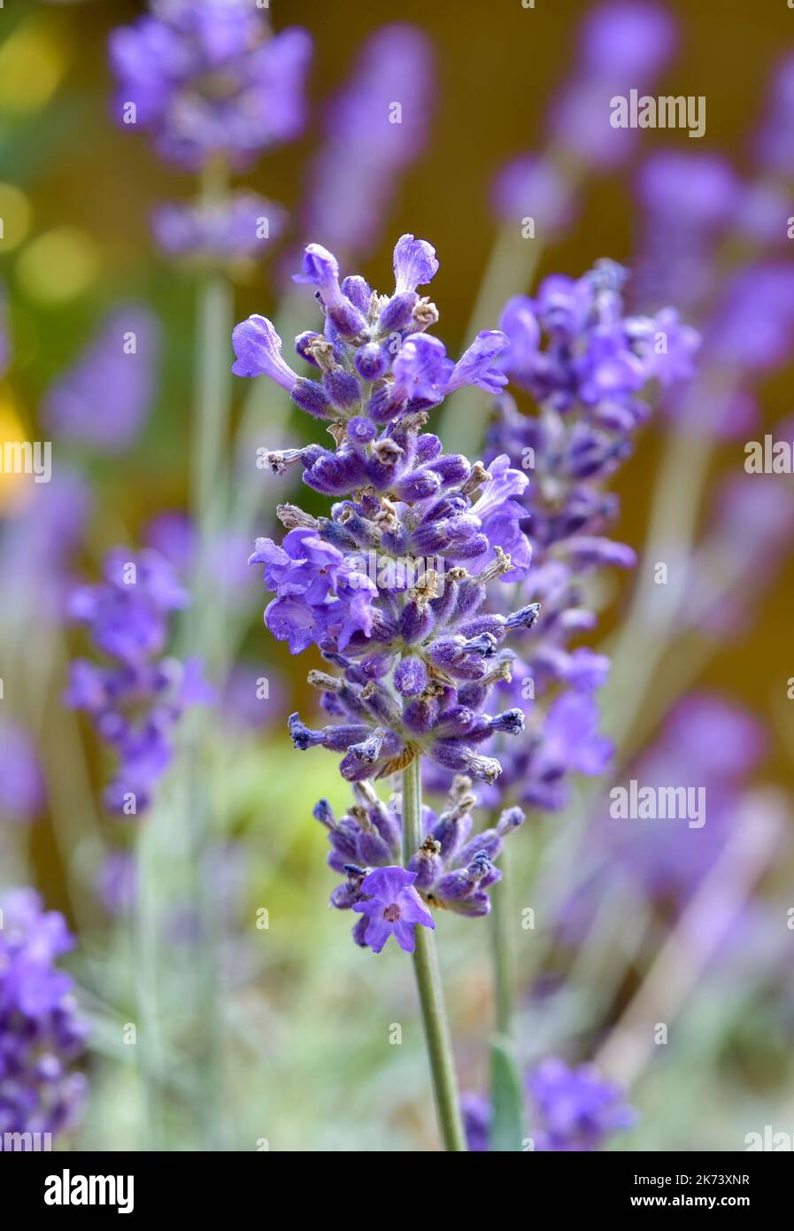 Hidcote lavender growing in garden Stock Photo