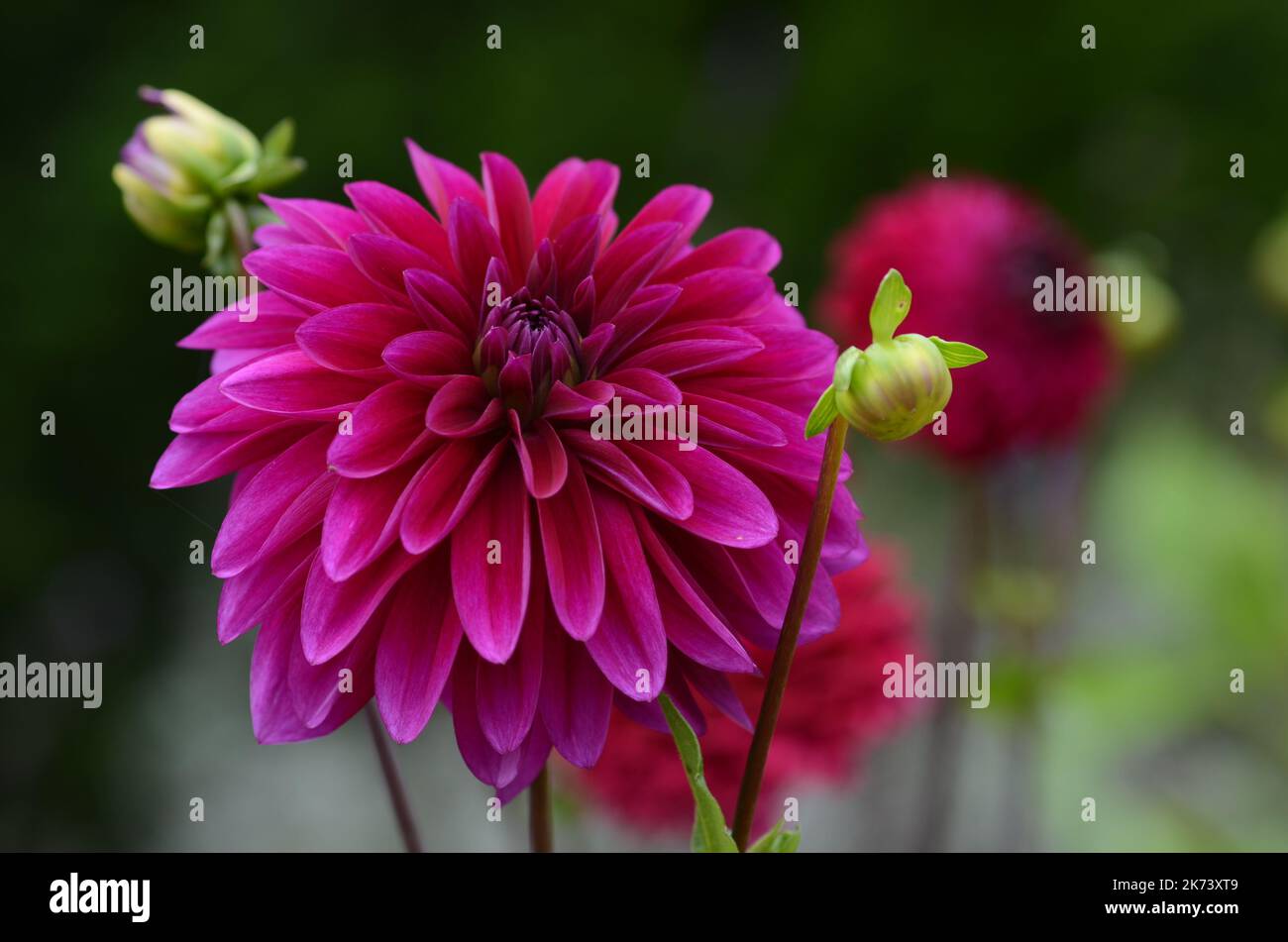 Purple Fox Dahlia flower in full bloom at Nostell Priory Stock Photo