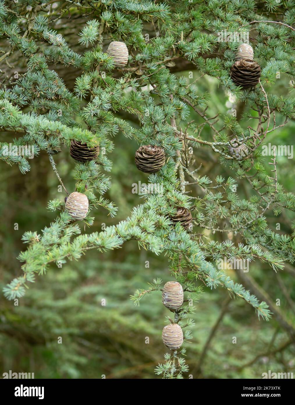 Blue atlas cedar fir tree with fir cones Stock Photo