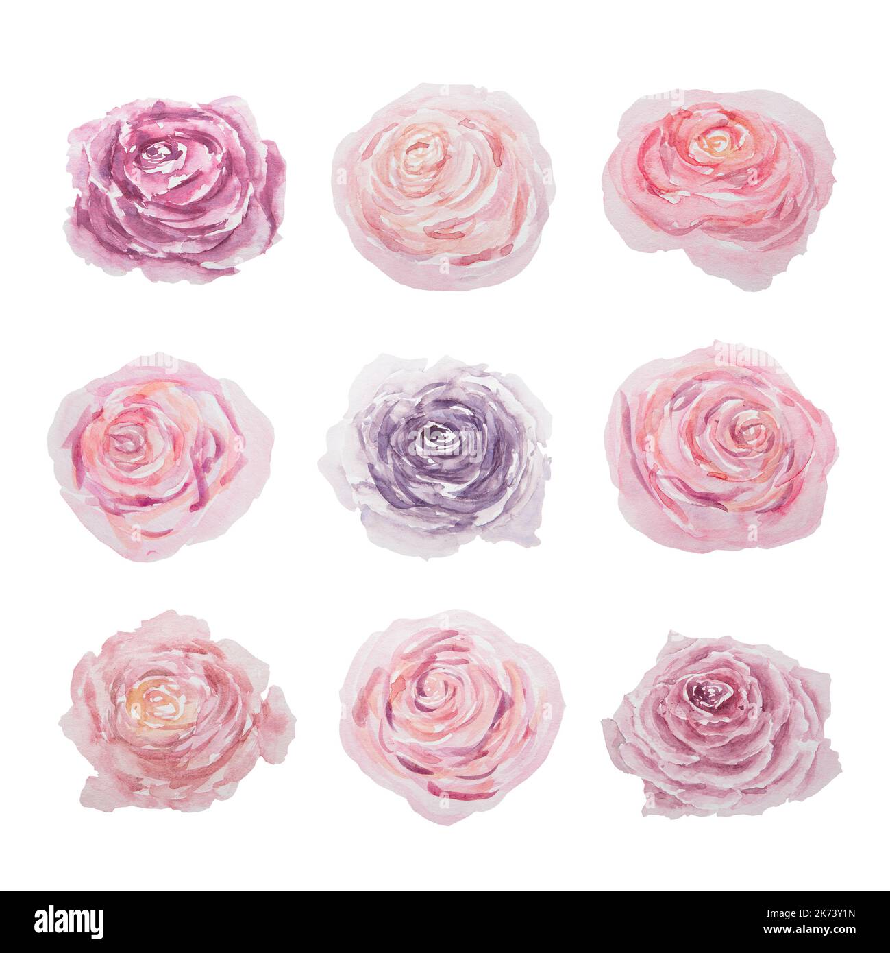 Watercolor hand drawn vintage pink rose with green leaves isolated on ...