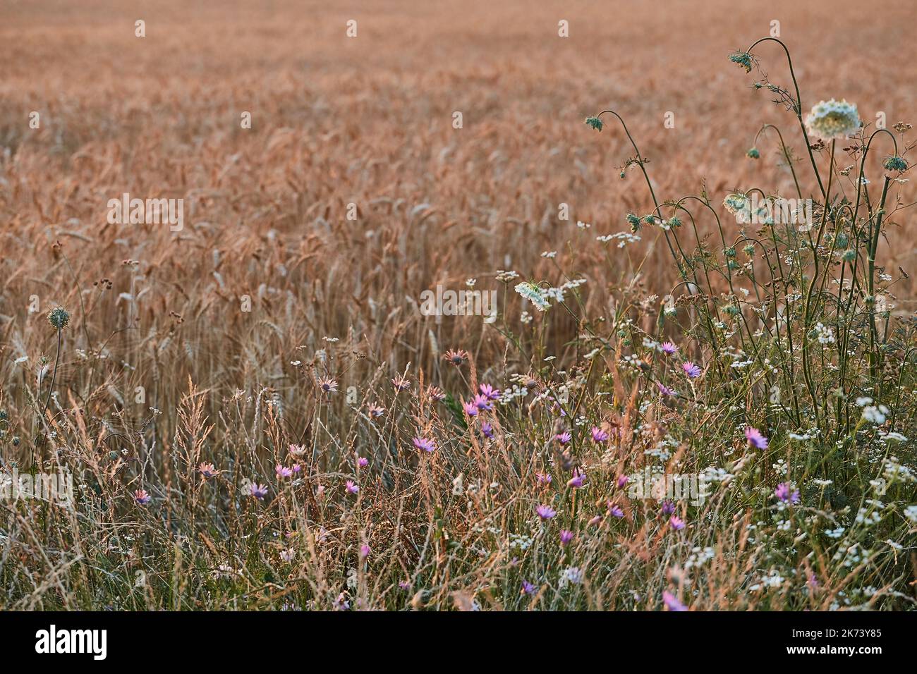 Meadow in late summer sunlight Stock Photo