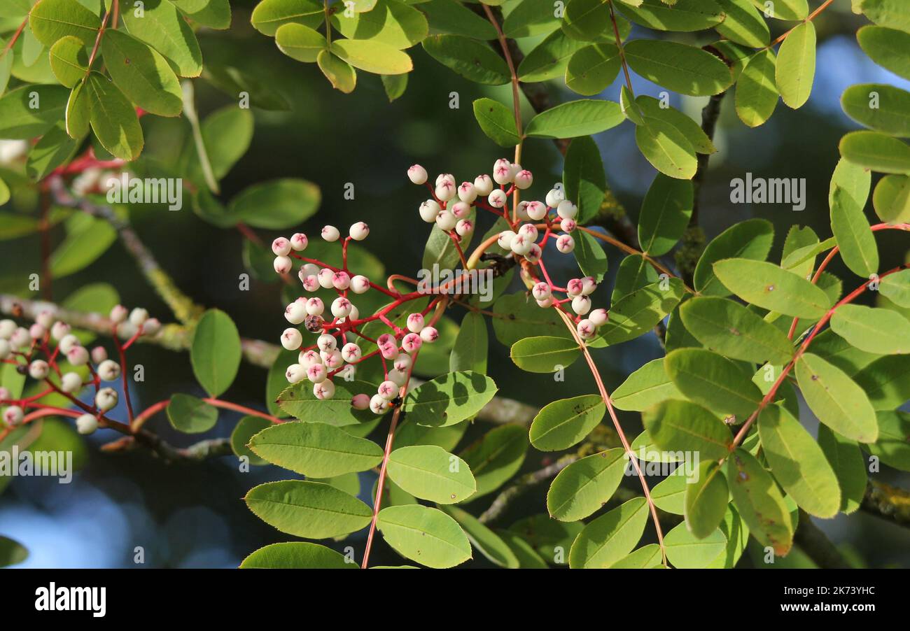 White berried Sorbus tree or Sorbus cashmiriana tree Stock Photo