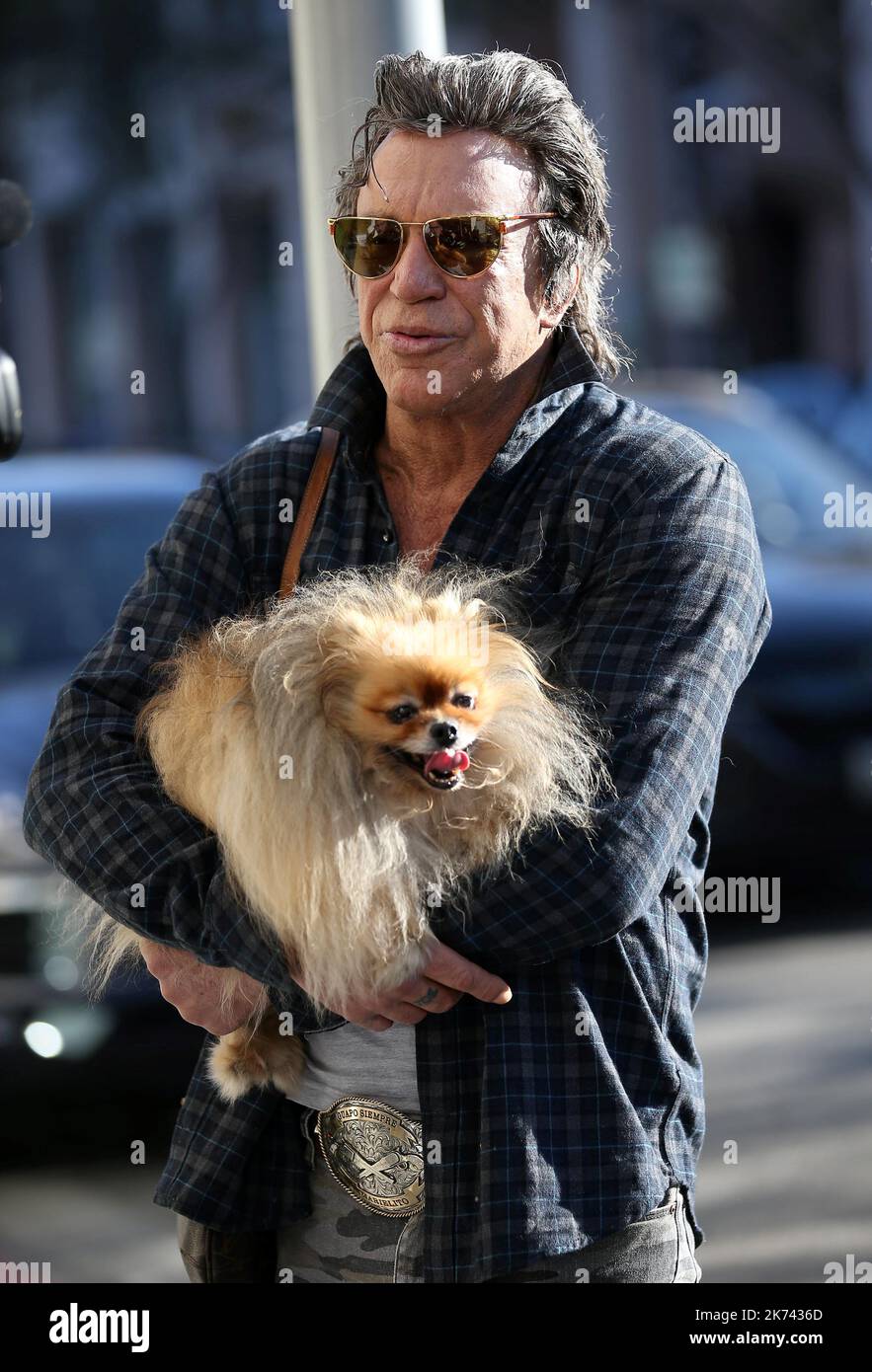 Mickey rourke dog hires stock photography and images Alamy(00)