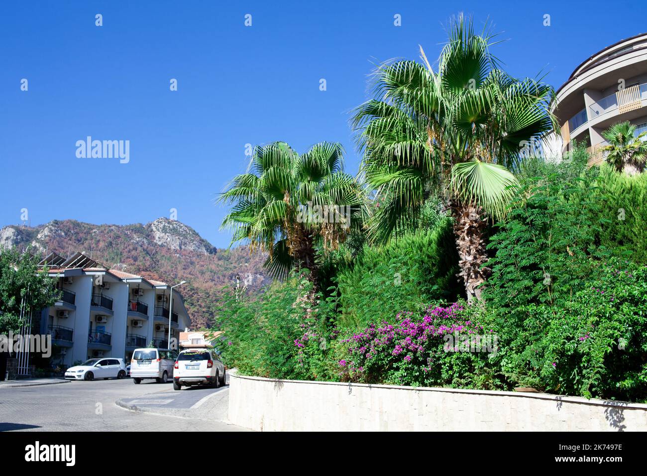 Green palm trees at the street in tropical country. Livistona