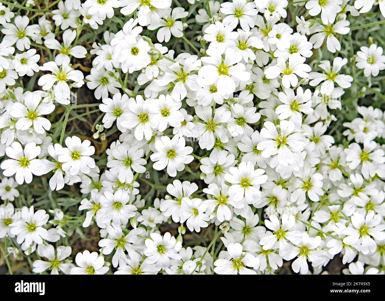 Typical garden of a house in Norway, Europe Stock Photo Alamy