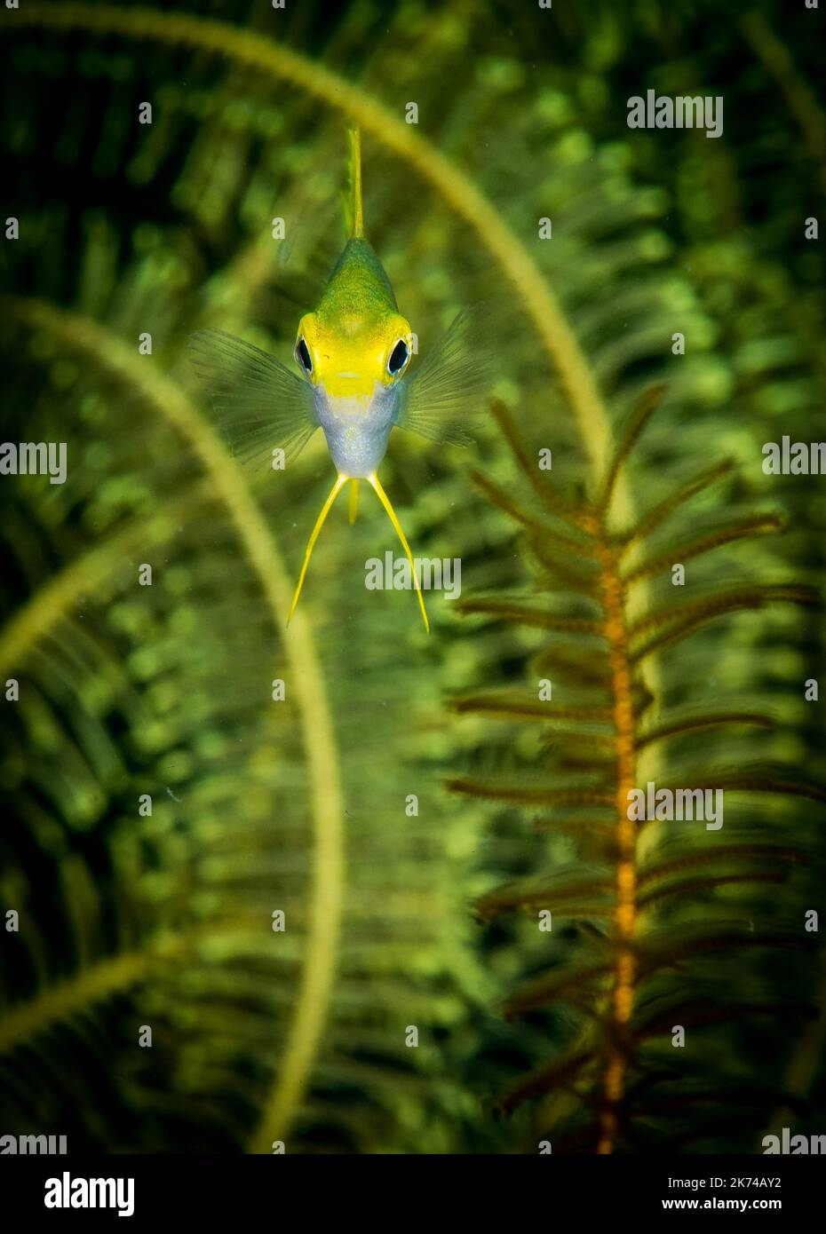 Damselfish examins the camera on the Fantasy Reef dive site, Puerto Galera, Philippines Stock Photo